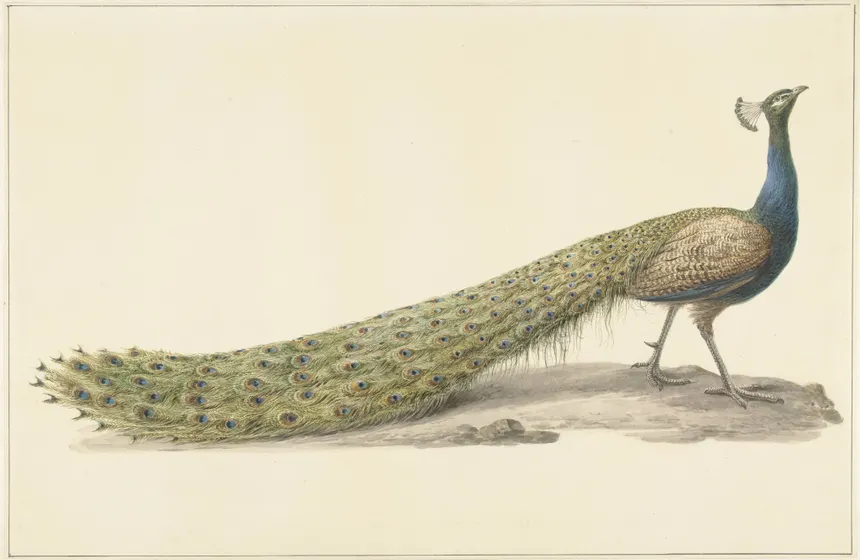 Peacock in Poetry and Folklore