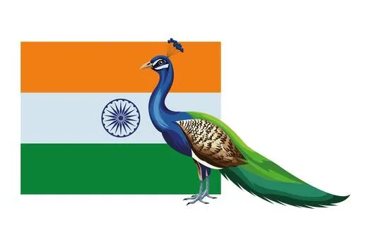 Peacock - National Bird of India